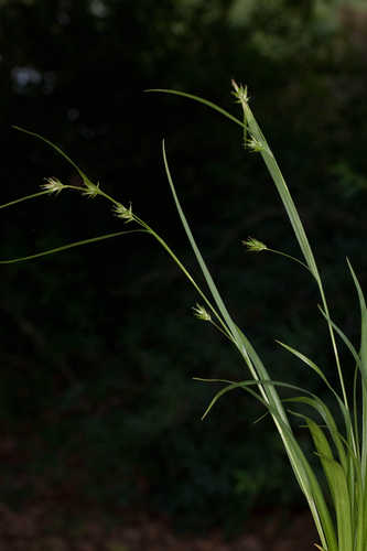 Carex folliculata #2